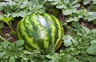 تصویر 2 از خرید و قیمت هندوانه گرد خطی + فروش عمده